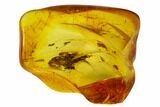 Fossil Fly (Diptera) In Baltic Amber #120599-2